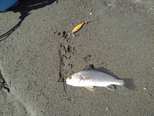 イシモチの釣果