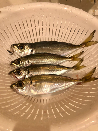 アジの釣果