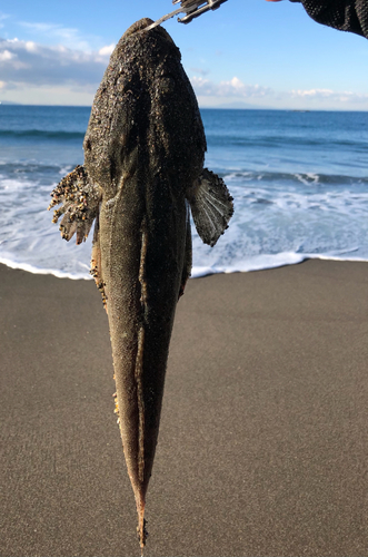 マゴチの釣果