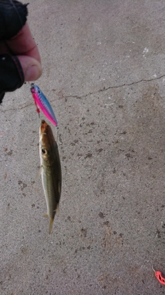 カマスの釣果