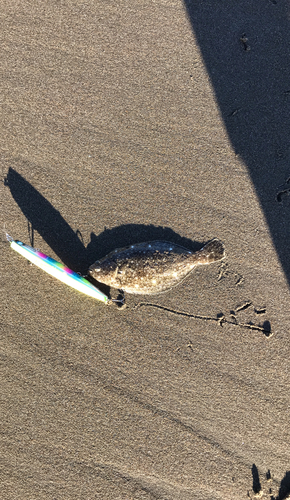 ソゲの釣果