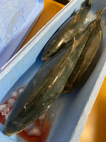 ツバスの釣果