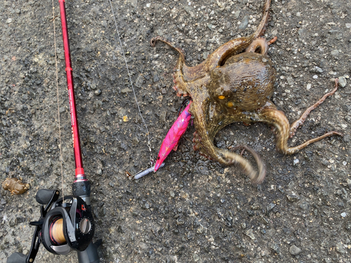 タコの釣果