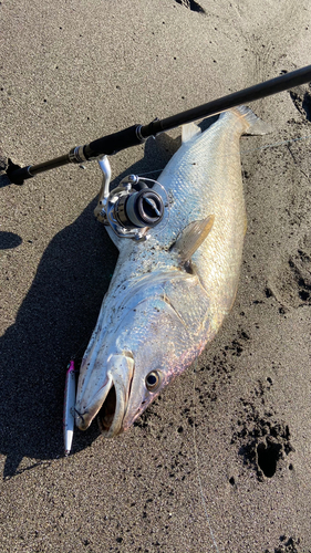 オオニベの釣果