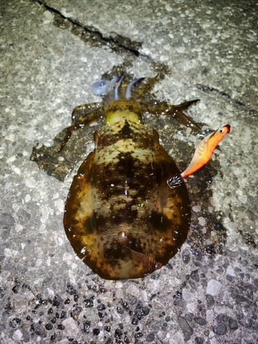 アオリイカの釣果