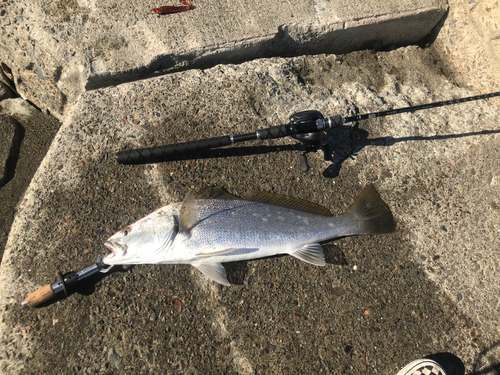 ニベの釣果