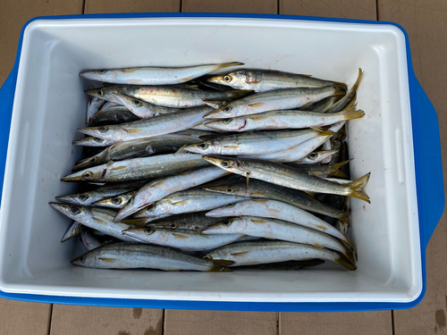 カマスの釣果