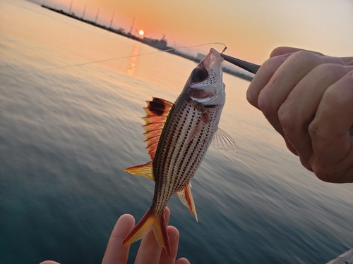 イットウダイの釣果