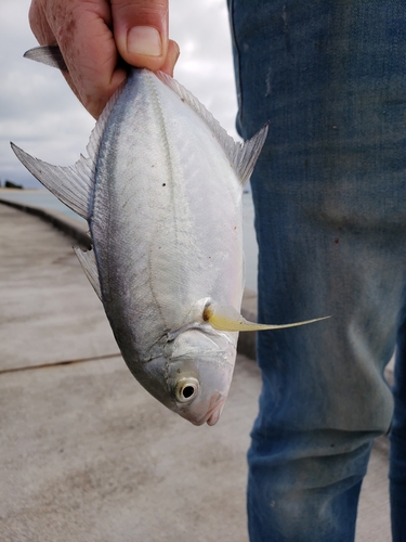 メッキの釣果