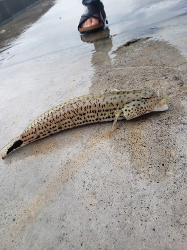 オグロトラギスの釣果