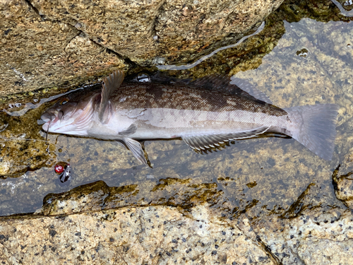 アイナメの釣果