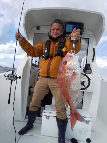 マダイの釣果