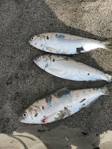 コノシロの釣果