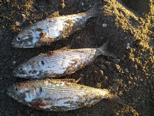 コノシロの釣果