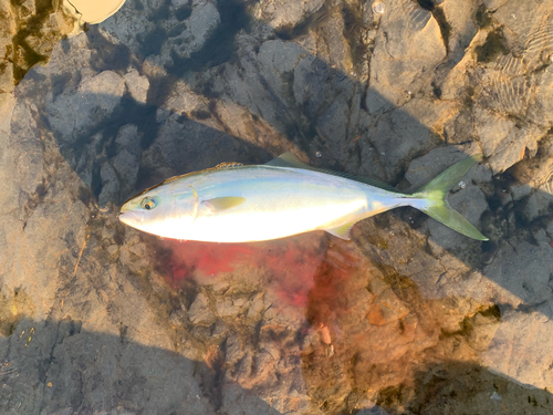 イナダの釣果