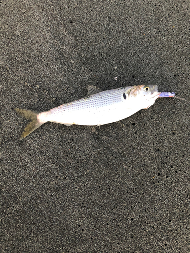 コノシロの釣果