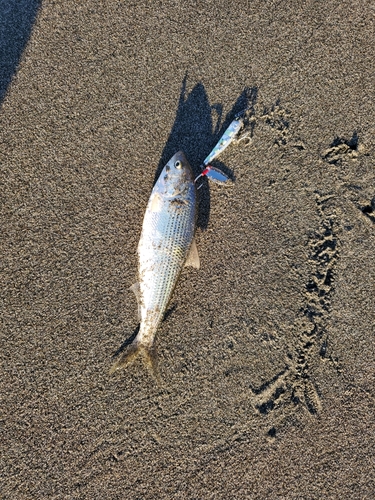 コノシロの釣果