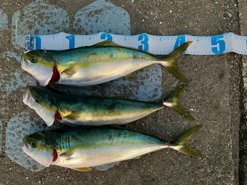 イナダの釣果