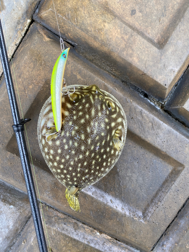 サザナミフグの釣果