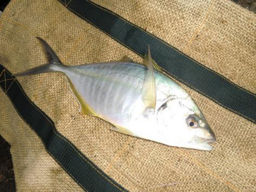 シマアジの釣果