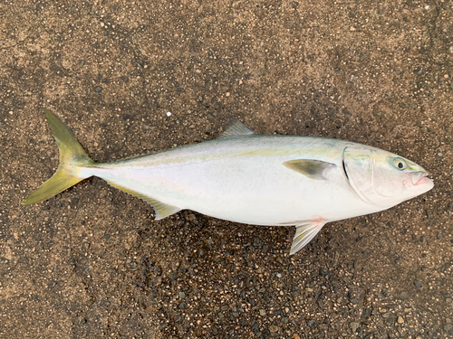 ハマチの釣果