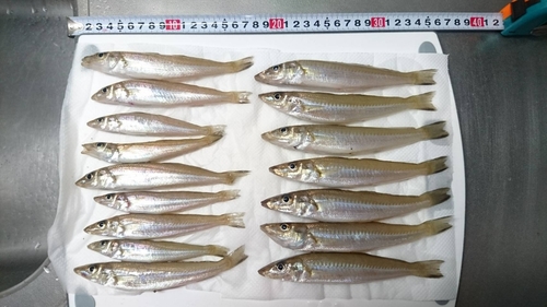 シロギスの釣果