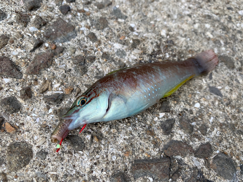 キュウセンの釣果