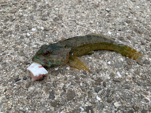 アナハゼの釣果