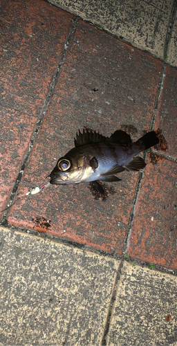 アカメバルの釣果