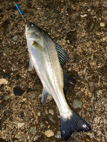 セイゴ（マルスズキ）の釣果