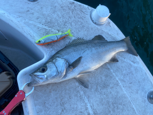 ヒラスズキの釣果