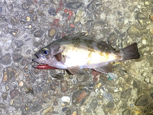 メバルの釣果