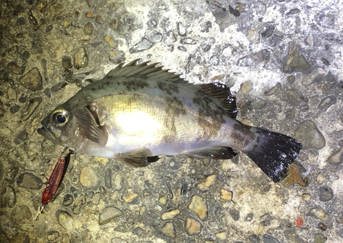 メバルの釣果