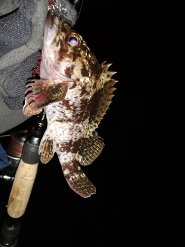 タケノコメバルの釣果