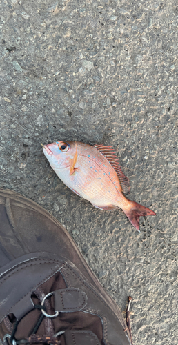 チャリコの釣果