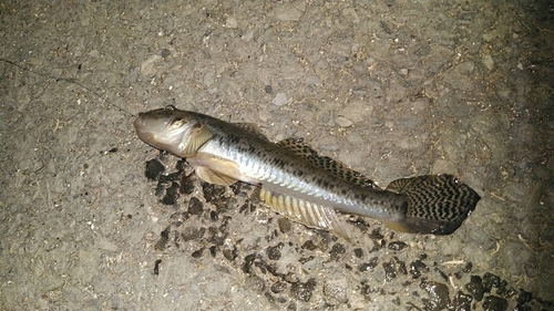 マハゼの釣果