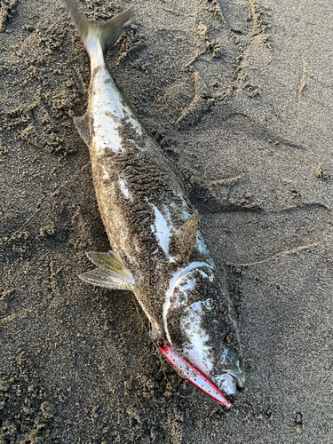 ワラサの釣果