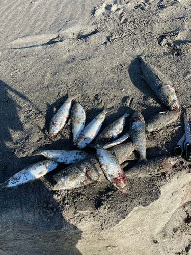 コノシロの釣果