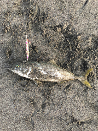 イナダの釣果