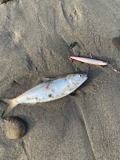 コノシロの釣果