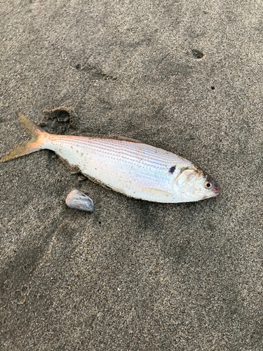 コノシロの釣果