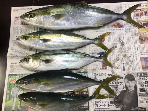 ハマチの釣果