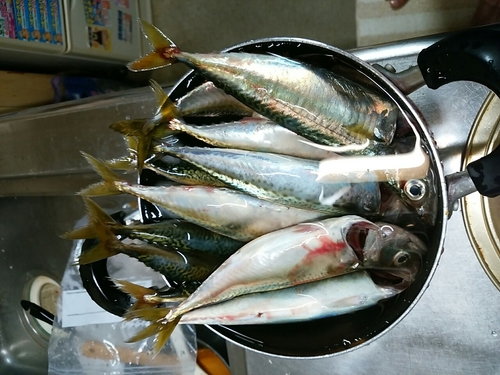 サバの釣果