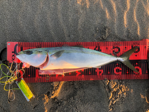 ワラサの釣果