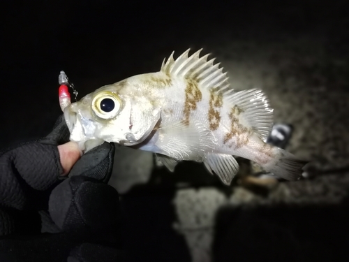 メバルの釣果