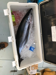 ビンチョウマグロの釣果