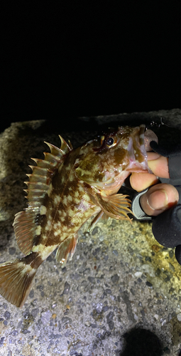 カサゴの釣果