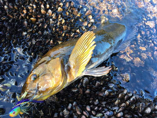 アイナメの釣果