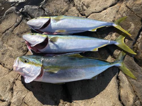 イナダの釣果