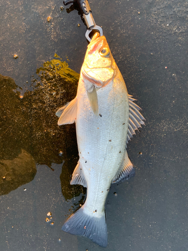 ヒラスズキの釣果